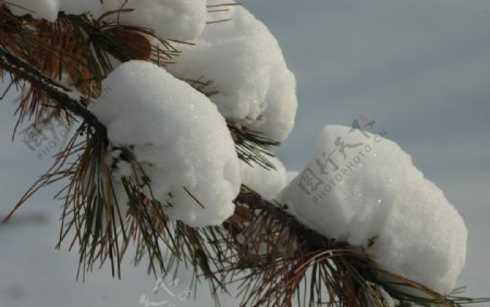 雪后松树图片