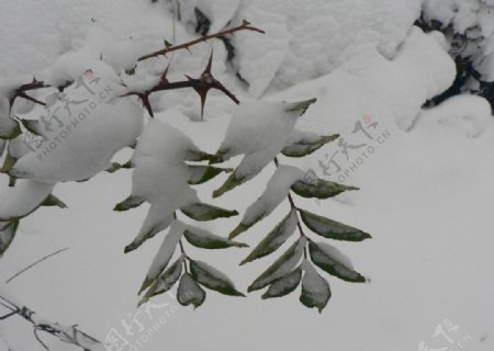 雪中的残叶图片