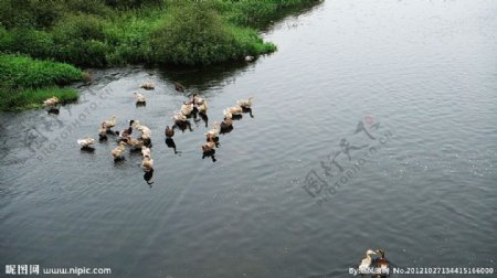 赵河水滨图片