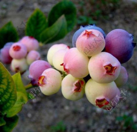 桃色蓝莓图片