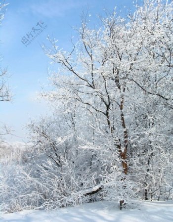 冬天树上积雪图片