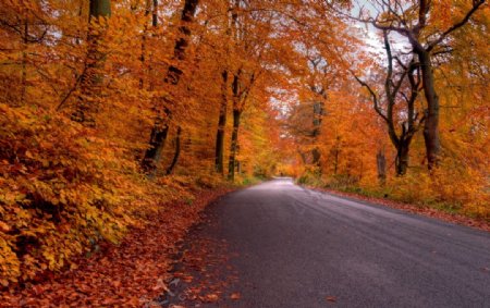 公路两边秋天的树林红叶落叶图片
