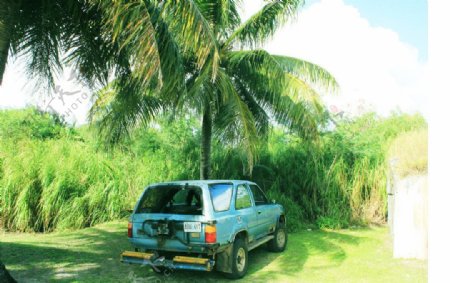 椰子树下旧汽车图片