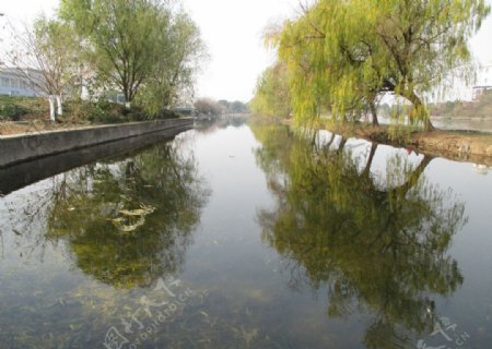 河流柳树图片