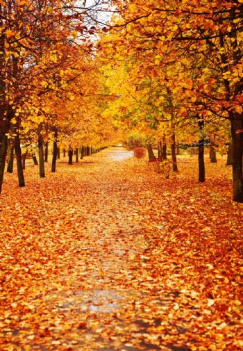 秋季枫树枫叶风景公路图片