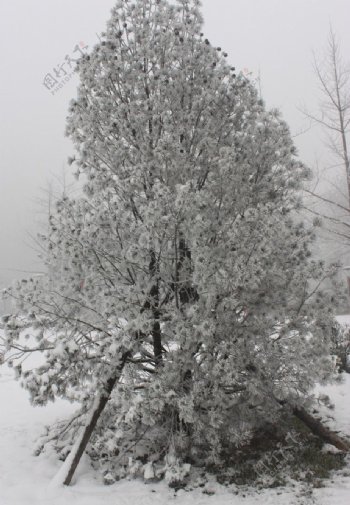 雪景图片