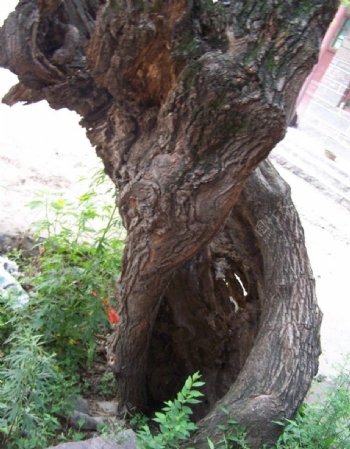 太行山的一棵空心老树图片
