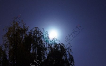 月上柳枝图片