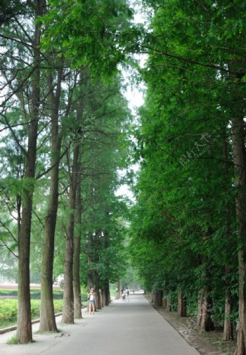 武汉大学里幽静的林荫道图片