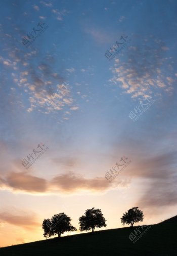 西西里岛晨光中树的剪影图片