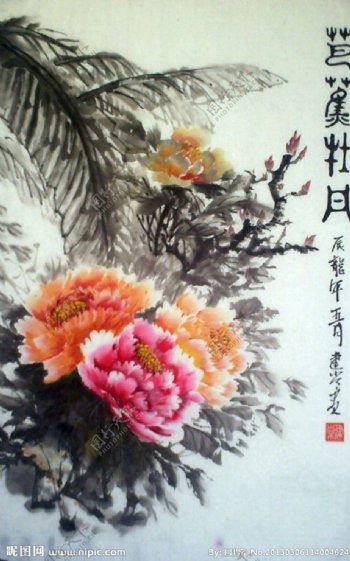 芭蕉牡丹图片