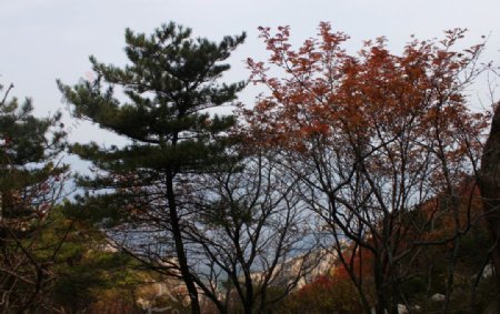 泰山秋景图片