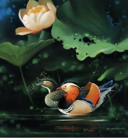 菏塘池鸳鸯图片