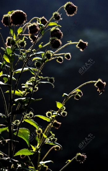 秋日逆光下的野生刺蓟图片
