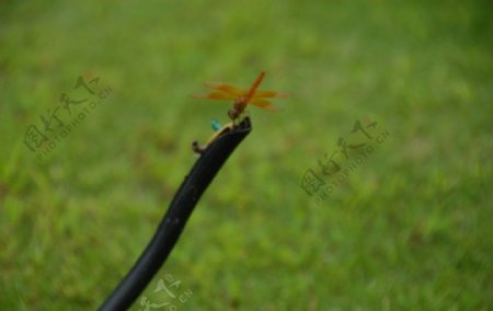绿茵草地上停飞的红蜻蜓图片