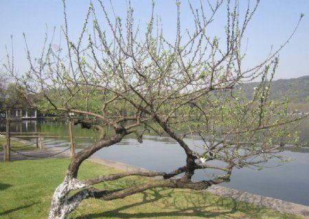 杭州西湖桃树图片