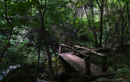 林中小桥图片