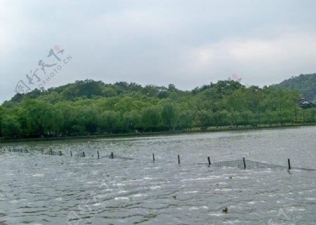 西湖渔网图片