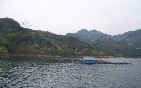 江水养殖图片