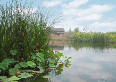 台儿庄运河红荷湿地图片