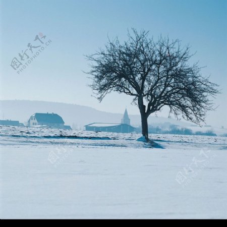 一棵树孤独雪中图片