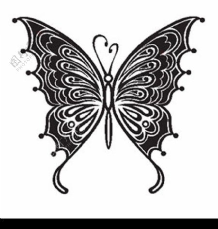 蝴蝶紋身素材图片