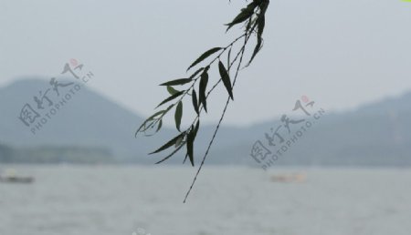 西湖的柳枝图片