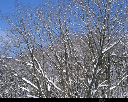 白色冬景落雪的树图片