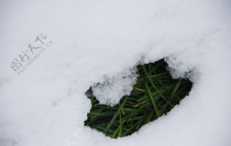 雪中一丛绿图片