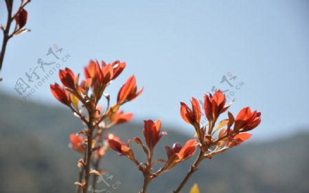 春芽小树芽嫩叶红色小叶子图片