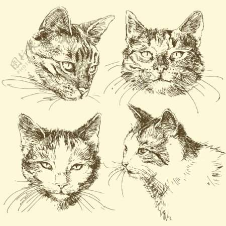 素描猫咪猫头图片