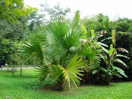 西双版纳热带植物图片