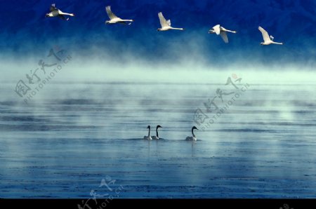 天鹅湖水雾气风景图片