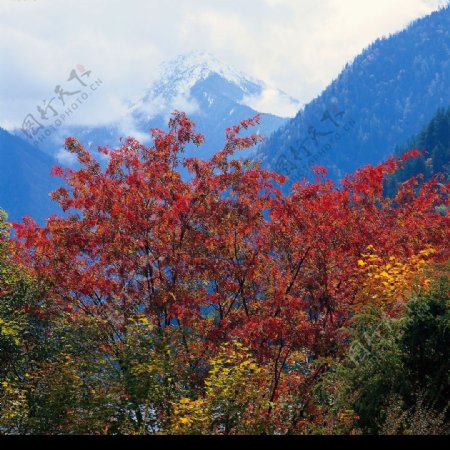 红叶雪峰图图片