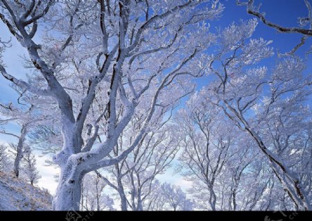 树上积雪图片