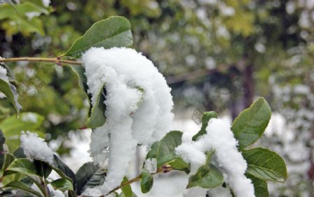 下雪后的树枝图片