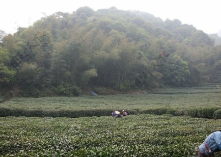 西湖龙井产地图片