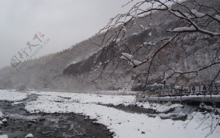 树窗雪地图片