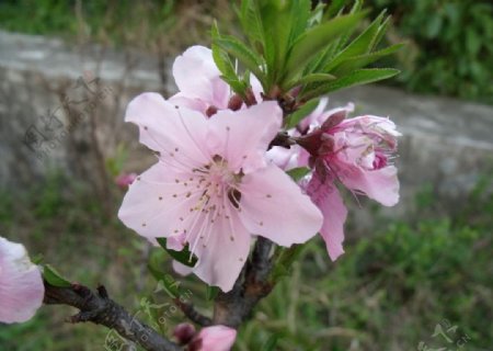春天的桃花图片