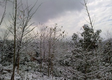 雪后的山林图片