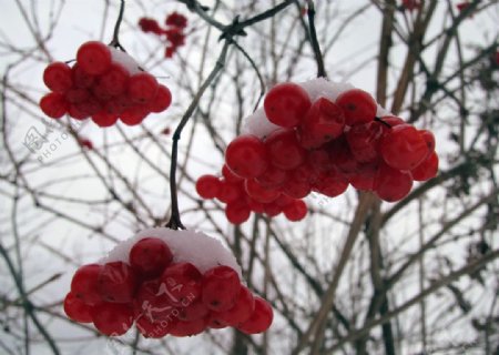 雪中小红果图片