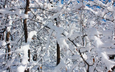 雪挂枝头满眼白图片