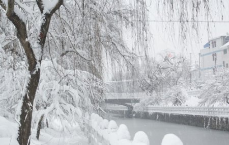 黄桥雪景图片