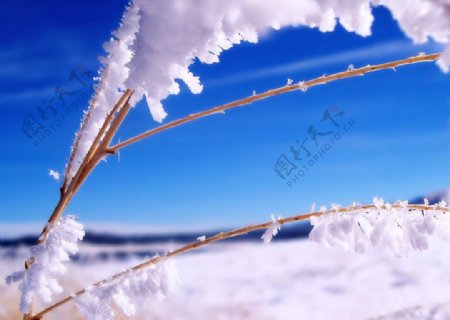 雪霜图片