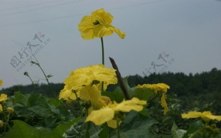 丝瓜花黄色图片