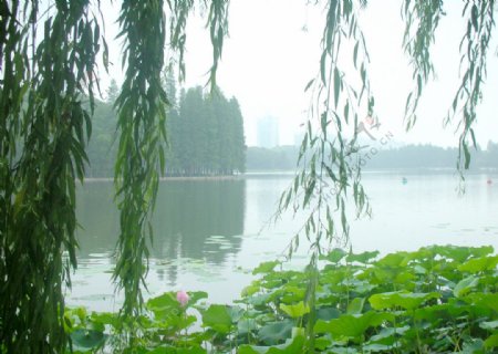 武汉东湖的荷叶荷花垂柳图片