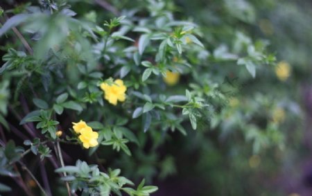 苏州大公园黄色的小花图片