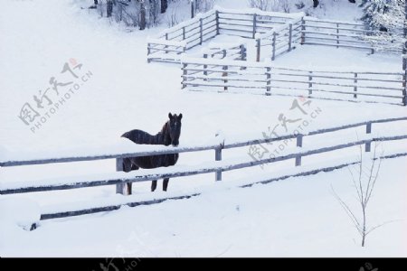 雪原牧歌圣诞背景图片