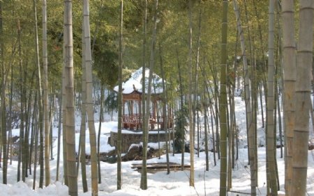 竹海雪景图片