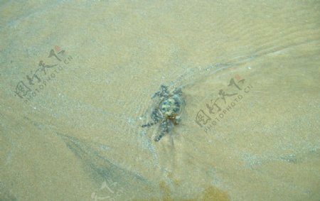 金沙滩海蟹图片